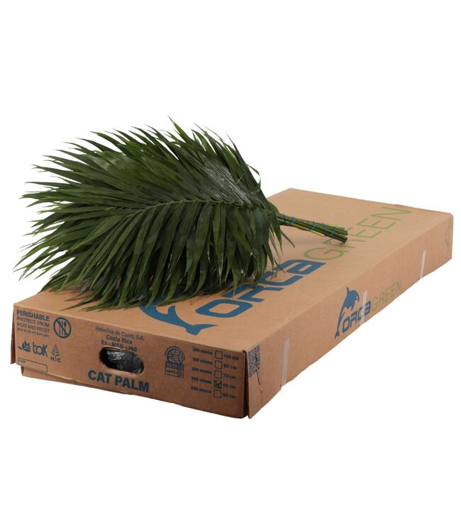 Catpalm Orca ( x 20 )