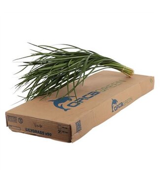 AD Lilygrass Orca ( x 1 )