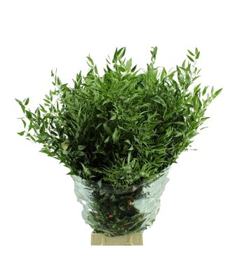 AD Ruscus ( x 20 )