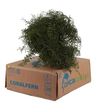 AD Koraalvaren Orca ( x 30 )