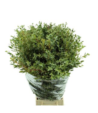 AD Parvifolia Lang ( x 10 )