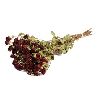 LDD Roses spray red natural ( x 20 )