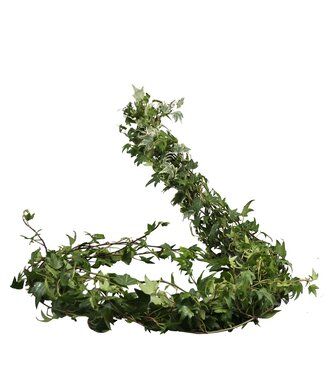 AD Hedera Rank Variegata ( x 50 )