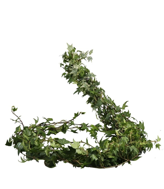 Hedera Rank Variegata ( x 50 )