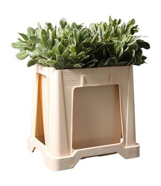 AD Pittosporum Ilan ( x 50 )