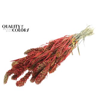 QC Gierst per bunch Multicolour Red ( x 6 )