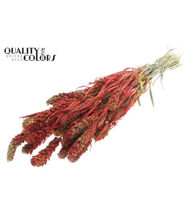 Gierst per bunch Multicolour Red ( x 6 )