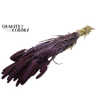 QC Gierst per bunch Purple ( x 6 )