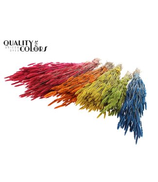 QC Polypogon per bunch Mixed Colours ( x 30 )