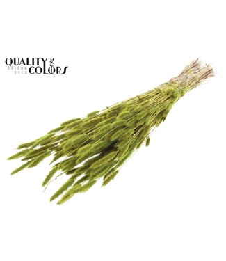 QC Polypogon per bunch Light Green ( x 6 )