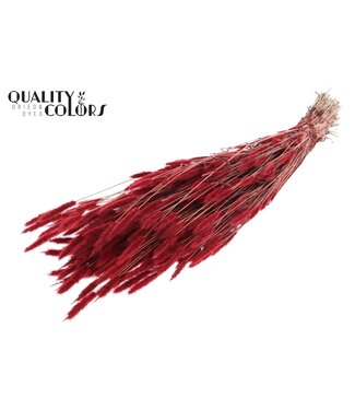 QC Polypogon per bunch Red | Per 30 stuks
