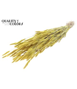 QC Polypogon per bunch Frosted Yellow | Per 30 stuks