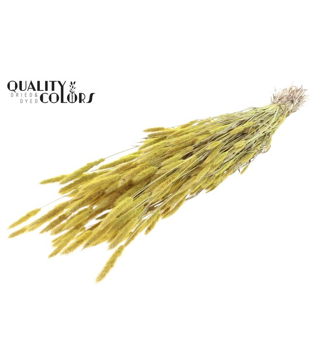 Polypogon per bunch Frosted Yellow ( x 6 )