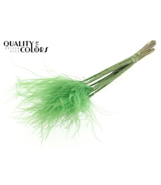 QC Stypha Penata 10 tufts per bunch Light Green ( x 10 )