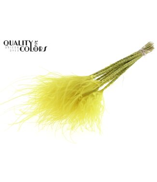 QC Stypha Penata 10 tufts per bunch Yellow ( x 10 )