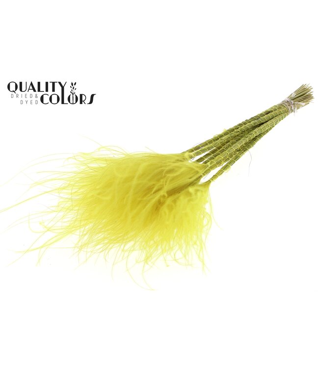 Stypha Penata 10 tufts per bunch Yellow ( x 10 )