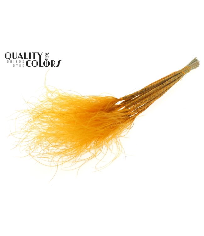 Stypha Penata 10 tufts per bunch Apricot ( x 10 )