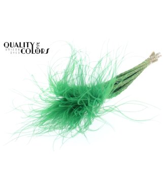 QC Stypha Penata 10 tufts per bunch Pastel Green ( x 10 )