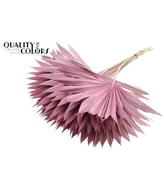 QC Gedrood Palmblad | Palm Sun Spear Frosted Pink | Per 50 stuks