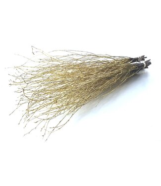 QC Birch 70cm 10stems per bunch Gold ( x 10 )