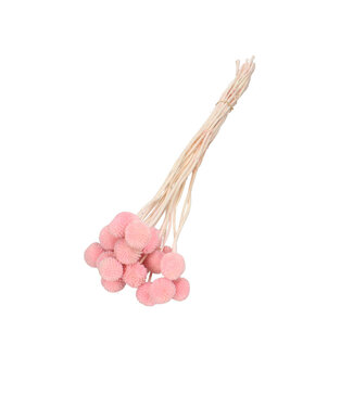 4A Craspedia séchées roses | Fleurs séchées Craspedia | Longueur 50 centimètres | 20 tiges par bouquet | Par bouquet