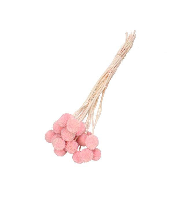 Pink dried Craspedia | Craspedia dried flowers | Length 50 centimetres | 20 stems per bunch | Available per bunch