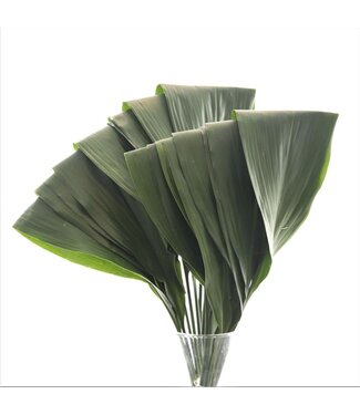 AD Aspidistra Gevouwen ( x 700 )