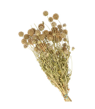 4A Droogbloem Scabiosa 60cm ( x 1 )