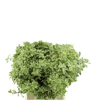AD Pittosporum Nigra ( x 10 )