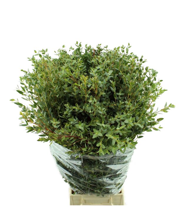 Parvifolia Lang ( x 10 )