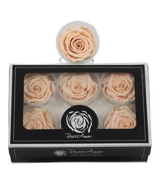 AD Rosa Preserved Ll Cha 01 ( x 6 )