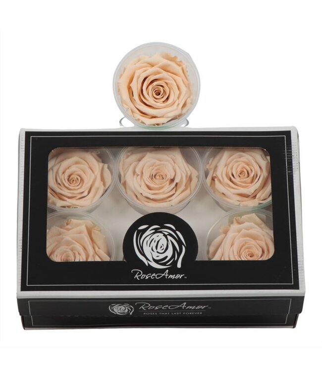 Rosa Preserved Ll Cha 01 ( x 6 )