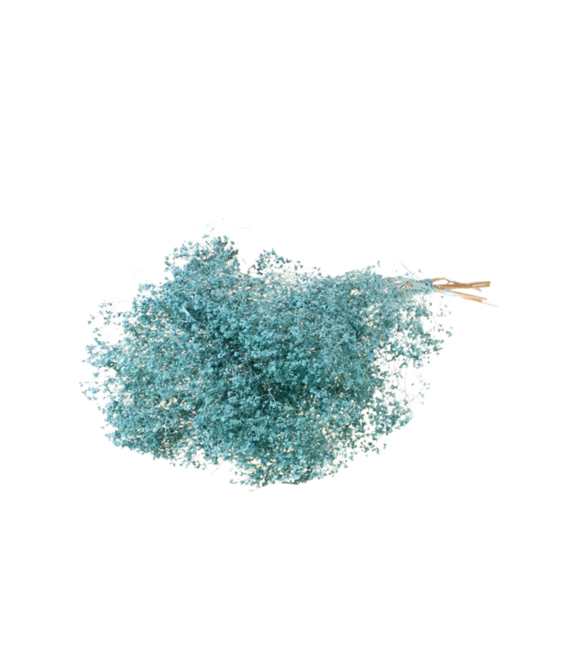 Broom bloom séché | Fleurs séchées Blue Misty | Commande par 25 bouquets