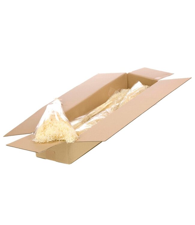 Broom Bloom blanc blanchi | Commande par 5 bottes