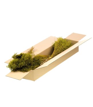 LDD Broom bloom séché | Shopbox Fleurs séchées vertes | Par 5 bouquets