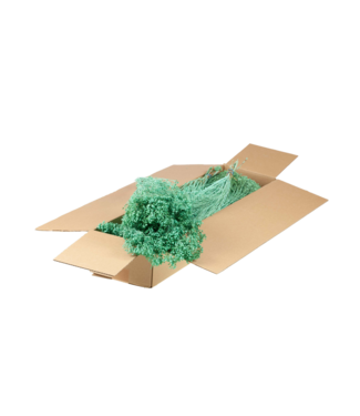 LDD Broom bloom séché | Shopbox Fleurs séchées bleu aqua | Par 5 bouquets