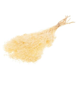 LDD Bleached white preserved broom bloom | Per 60 pieces