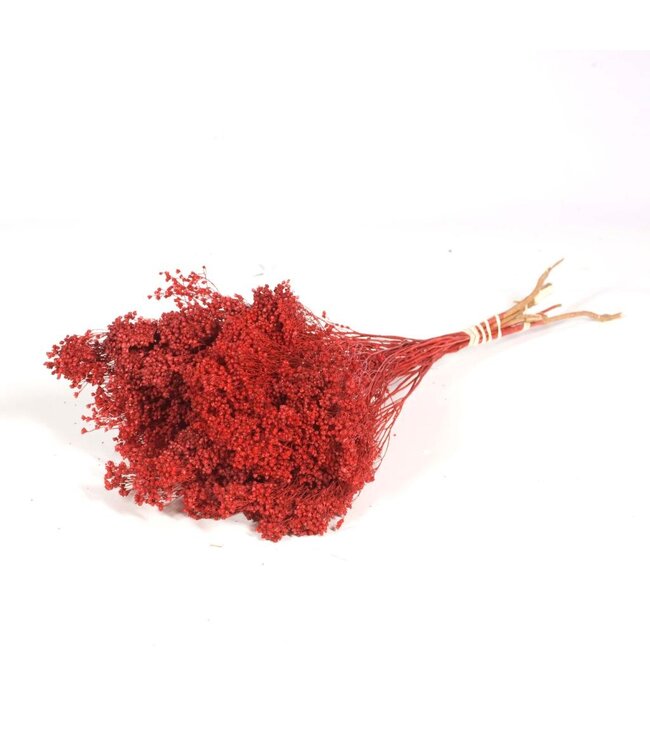 Broom bloom séché | Fleurs séchées rouges | Commande par 30 bouquets