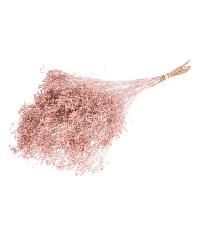 Broom bloom séché | Fleurs séchées Pink Misty | Commande par 30 bouquets