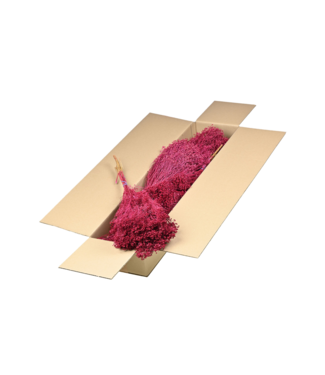 LDD Broom bloom séché | Shopbox Cerise fleurs séchées fleurs séchées | Par 5 bouquets