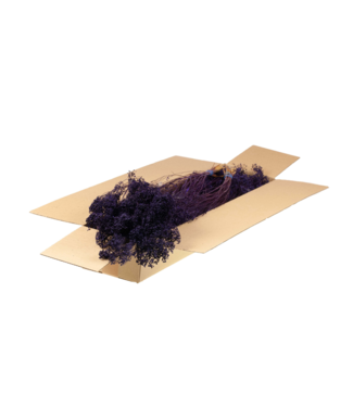 LDD Broom bloom séché | Shopbox Fleurs séchées violettes | Par 5 bouquets