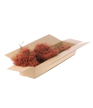 LDD Broom bloom séché | Shopbox fleurs séchées orange brûlé | Par 5 bouquets