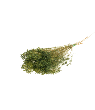 LDD Broom bloom séché | Fleurs séchées vert mousse | Par 30 bouquets