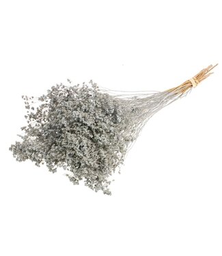 LDD Gris mat Broom Bloom fleurs séchées | Par 30 pièces