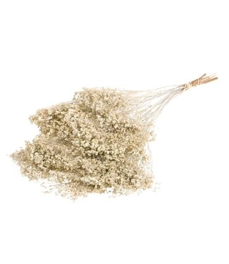 LDD Fleurs séchées blanc mat Broom Bloom | Par 30 pièces