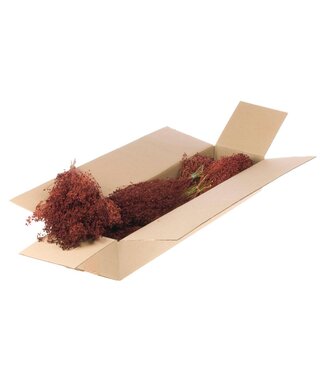 LDD Broom bloom gedroogd | Shopbox rode droogbloemen | Per 5 bossen