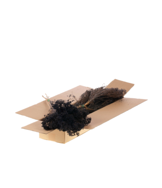 LDD Broom bloom séché | Shopbox fleurs séchées bleu foncé | Par 5 bouquets