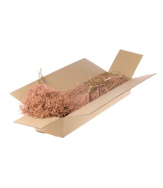 LDD Broom bloom gedroogd | Shopbox Coral Misty droogbloemen | Per 5 bossen