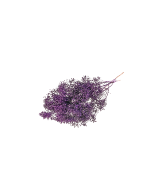 LDD Fleurs séchées Purple Broom Bloom | Par 30 pièces