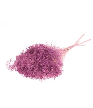 LDD Bleached lilac-preserved broom bloom | Per 60 pieces